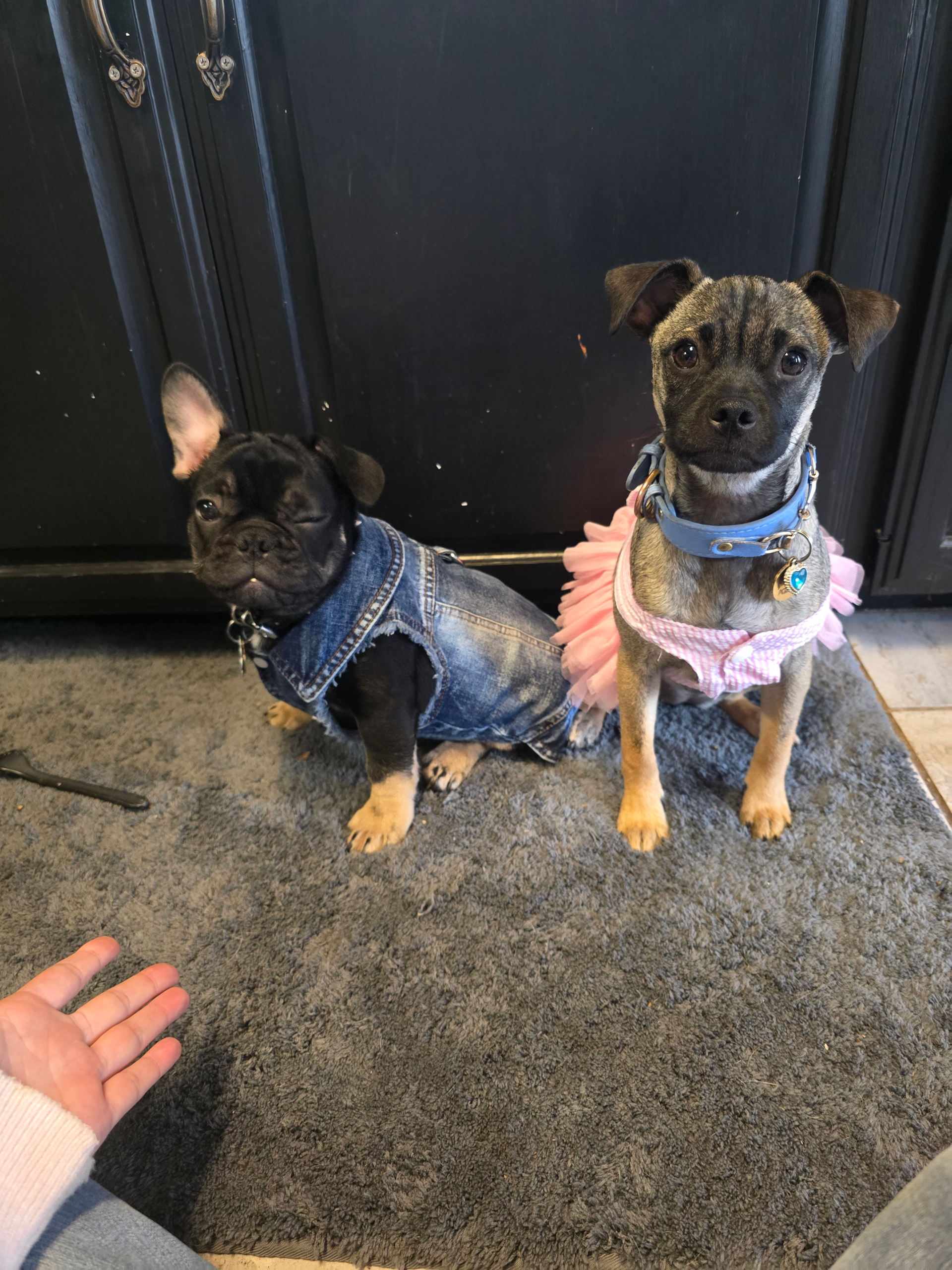 The Super Awesome Squeaky Toy